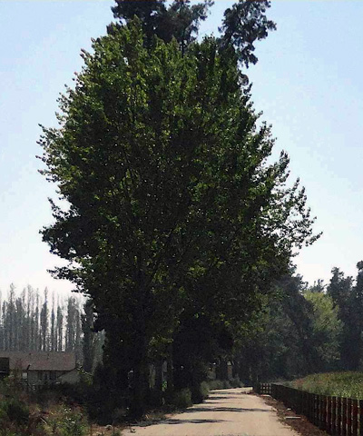 El Haras